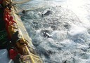 Tonno rosso:parte campagna pesca, sale quota per Ue e Italia