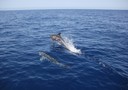 Sos per i delfini di Maui, rischio estinzione in 15 anni