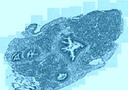  Sezione di tessuto di mollusco vista al microscopio ottico (fonte: Marco Girasole)