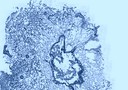 Sezione di tessuto di mollusco visto al microscopio ottico (fonte: CNR)