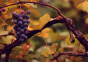 Un grappolo d'uva (fonte: eflon)