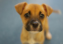 I cuccioli di cane sono più reattivi quando parliamo loro come fossero bambini (fonte: bullcitydogs, Flickr)