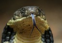 Un video in slow motion ha permesso di ricostruire la strategia di atacco di un serpente a sonagli (fonte: Marathekedar93)