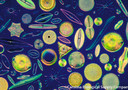 Le diatomee sanno utilizzare parti diverse del Dna per adatttarsi a vivere in climi diversi (fonte: Carolina Biological Supply Company)
