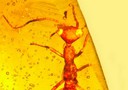 Particolare della testa dell'insetto dall'aspetto alieno intrappolato nell'ambra 100 milioni di anni fa (fonte: George Poinar, Oregon State University)