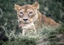 Lo zoo di Copenaghen uccide 4 leoni