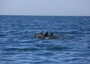 Intelligenza artificiale studia cetacei nel Golfo di Taranto