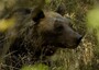 A 20 produttori 'amici dell'orso' il marchio 'Bear Friendly'