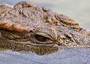 Apre al pubblico il Dubai Crocodile Park