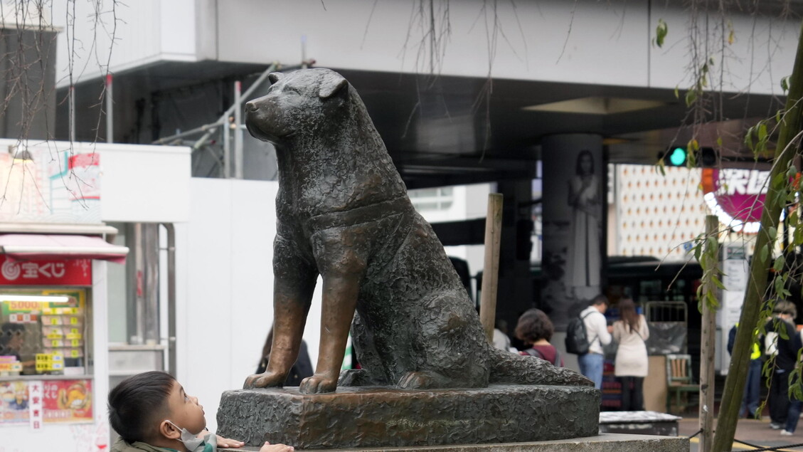 Il cane Hachiko, simbolo di fedeltà, compie 100 anni © ANSA/EPA