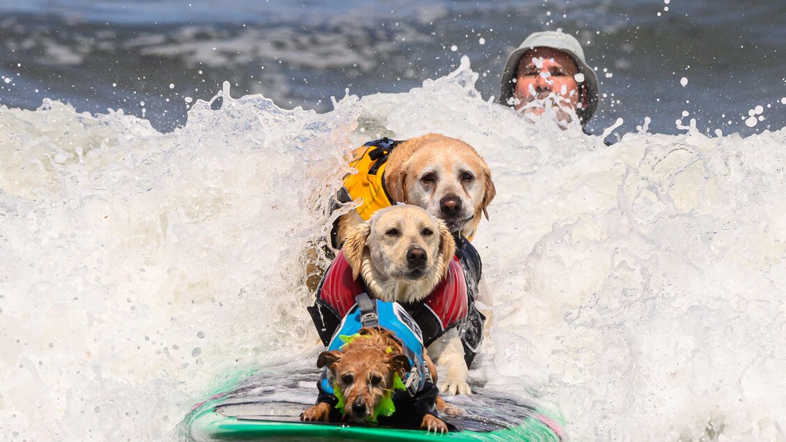Cani surfisti, sulle onde in California i campionati del mondo © ANSA/AFP