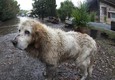 Un cane sopravvissuto all'esondazione del fiume Almone © Ansa