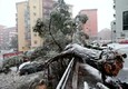 Potenza sotto la neve, alberi crollati per il vento © ANSA