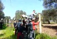 Ambientalisti scavalcano recinzioni durante abbattimento ulivi (ANSA)