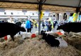 Crisi: Coldiretti, chiuse 60 stalle e fattorie al giorno © ANSA
