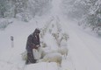 Maltempo: pastore e gregge bloccati dalla neve in Barbagia © Ansa