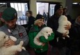 I tre cuccioli salvati dalle macerie dell'hotel Rigopiano (ANSA)