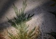 Pompei, particolare del giardino misterioso: in un gioco continuo tra finzione e realtà,  l'arula ovvero il piccolo braciere in terracotta, è posto davanti alla pianta dipinta sulla parete (FOTO CIRO FUSCO) © 