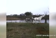 Ferrara, strage cavalli nel Delta del Po © ANSA