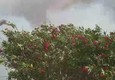 Sardegna, paura tra i bagnanti per incendio al Lido di Orri' (ANSA)