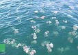 Trieste, le meduse invadono il mare del golfo © ANSA