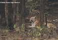 India in lutto per la morte della tigre Supermamma (ANSA)