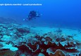 La barriera corallina e' a forma di rose, la scoperta dell'Unesco a Tahiti (ANSA)