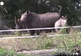 Mozambico, reintrodotti i rinoceronti bianchi nello Zinave National Park (ANSA)