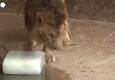 Pakistan, zoo mette all'asta i leoni (ANSA)