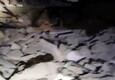 Terremoto in Turchia, cane da ricerca trova un sopravvissuto sotto le macerie © ANSA