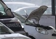 Omicidio a Ostia, controlli su un'auto sospetta a Fiumicino (ANSA)
