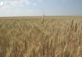Accordo sul grano ucraino, ma e' scontro sui tempi (ANSA)