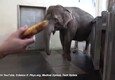 Allo zoo di Berlino un'elefantessa che sbuccia le banane © ANSA