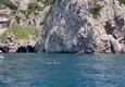 Danze e piroette nel mare di Capri, delfini sorprendono i turisti (ANSA)