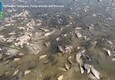 Moria di pesci dopo la distruzione della diga di Kakhovka (ANSA)