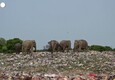 Sri Lanka, elefanti selvatici cercano cibo in una discarica all'aperto di rifiuti di plastica (ANSA)