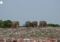 Sri Lanka, elefanti selvatici cercano cibo in una discarica all'aperto di rifiuti di plastica