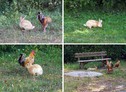 Animal Watching: Gallo e coniglio, amici inseparabili Girol (ANSA)