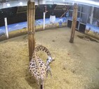 Nata giraffa nello zoo belga Pairi Daiza. (ANSA)
