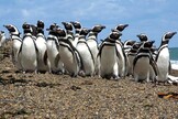 Pingüinos de Magallanes, especia masacrada en la Patagonia. Eje de un juicio inédito en Latinoamérica
