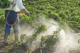 Pesticidi: Bruxelles approva il divieto al thiacloprid (ANSA)