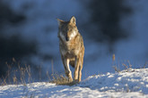 Giunta veneta rifinanzia indennizzi per danni presenza lupi (ANSA)