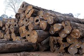 Think tank, Ue blocchi l'import di prodotti da deforestazione (ANSA)