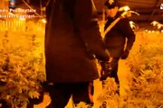 Scoperta serra interrata di marijuana, tre arresti