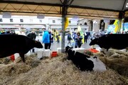 Crisi: Coldiretti, chiuse 60 stalle e fattorie al giorno