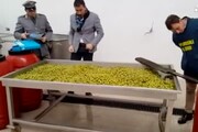 Olive 'verniciate', sequestri e denunce in Puglia