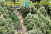 Droga: sequestrate in Calabria 8 piantagioni di marijuana