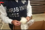 Pellicce 'proibite' orsetto lavatore dalla Cina, sequestri nel Fiorentino