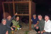Orso bruno 'Elisio' catturato in Fvg, settimo in 6 anni