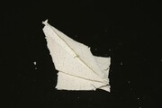 I fogli viventi che si piegano come origami (fonte: Northwestern University)